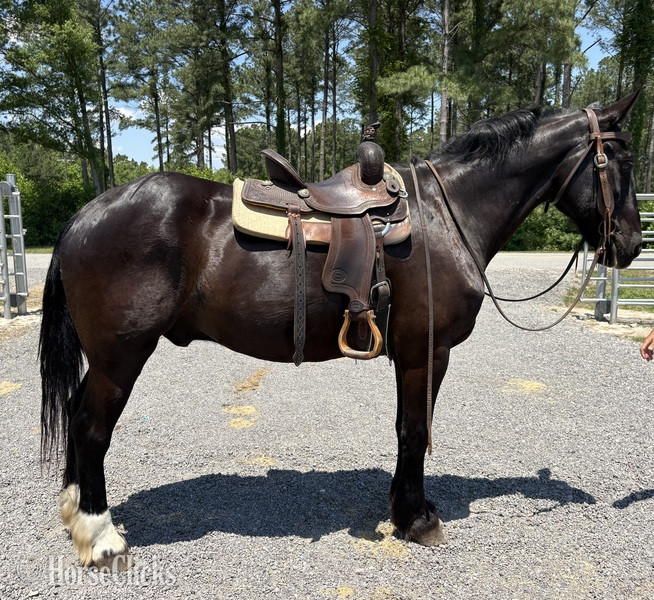 "Draft" Black Gelding Draft - Draft in North Carolina