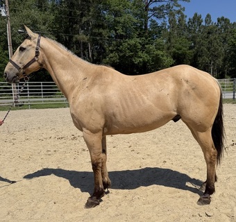 "Dun" Dun Gelding Quarter Horse