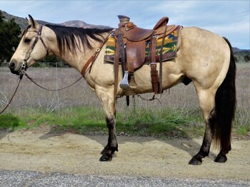 "CR SETTUM UP JOE" Buckskin Gelding Quarter Horse