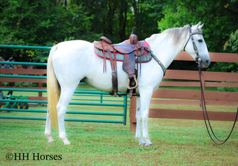 "PURE INTENTIONS" Grey Mare Quarter Horse