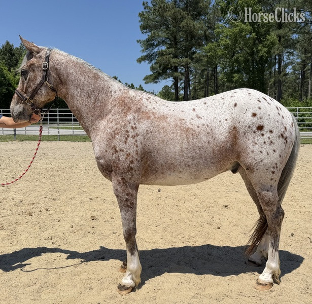 "Appaloosa" Other Gelding Quarter Horse in North Carolina