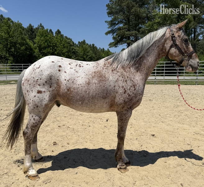 "Appaloosa" Other Gelding Quarter Horse