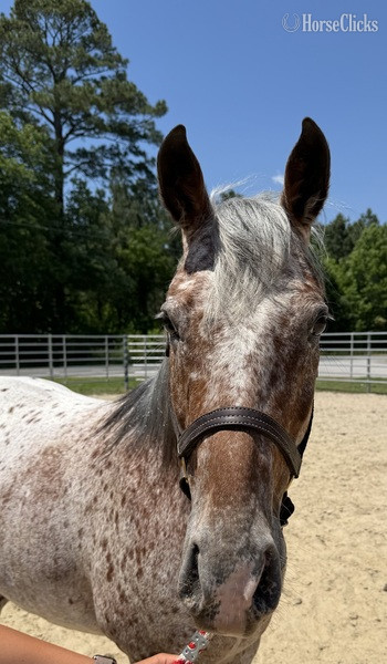 North Carolina "Appaloosa" Other Gelding Quarter Horse