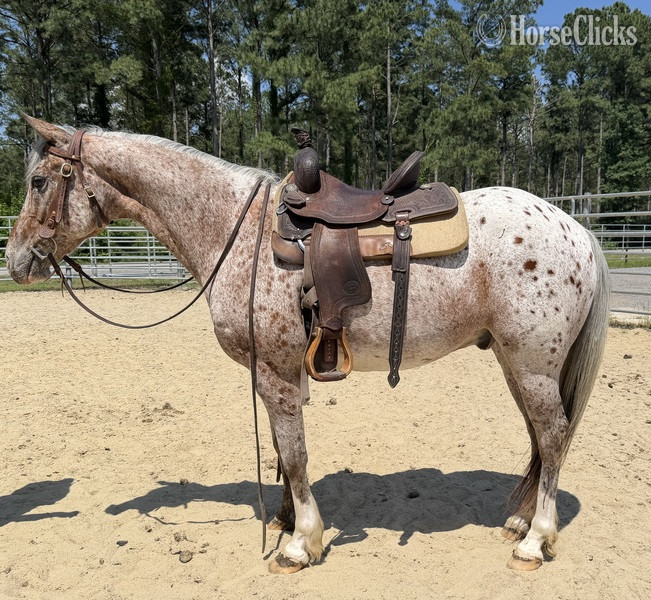 "Appaloosa" Other Gelding Quarter Horse - Quarter Horse in North Carolina
