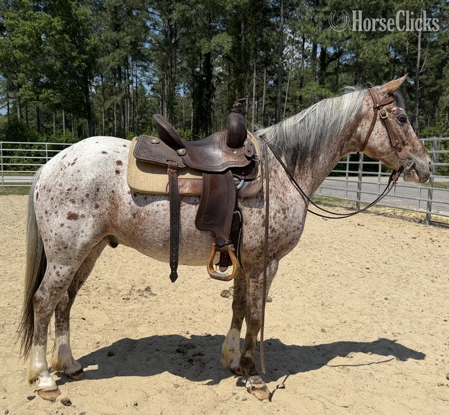 "Appaloosa" Other Gelding Quarter Horse - Quarter Horse