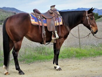 "BOUT DARN TIME" Bay Mare Quarter Horse