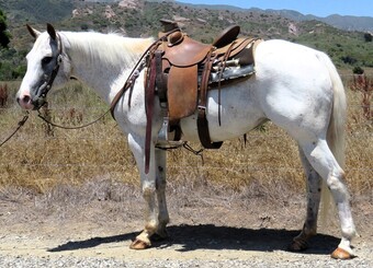 "CINNABUN" Other Gelding Appaloosa