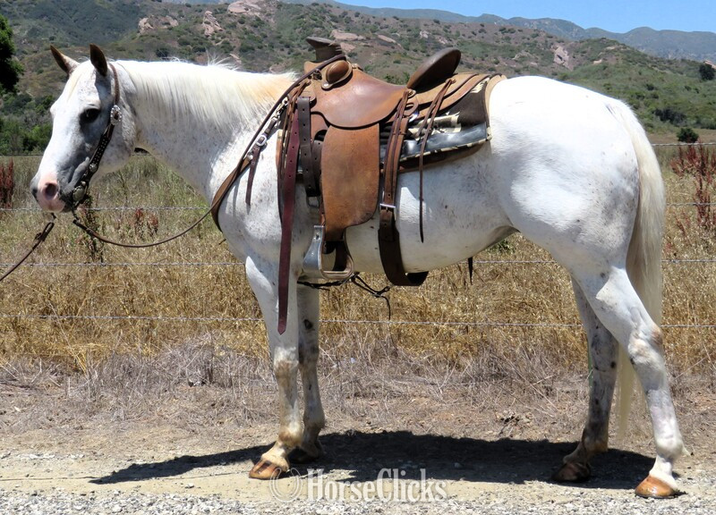 "CINNABUN" Other Gelding Appaloosa in California