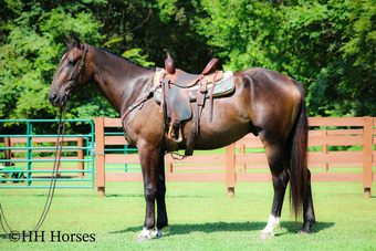 "DR PEPPER" Black Gelding Percheron