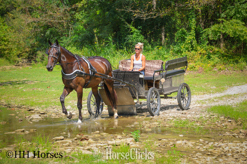 "DR PEPPER" Black Gelding Percheron - Percheron in Kentucky