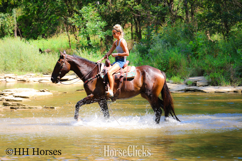 "DR PEPPER" Black Gelding Percheron Kentucky