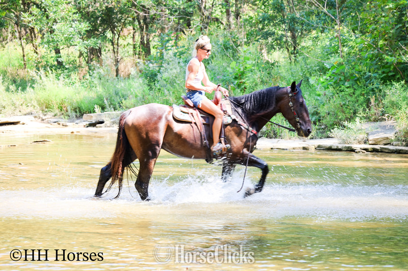 Percheron - "DR PEPPER" Black Gelding Percheron in Kentucky