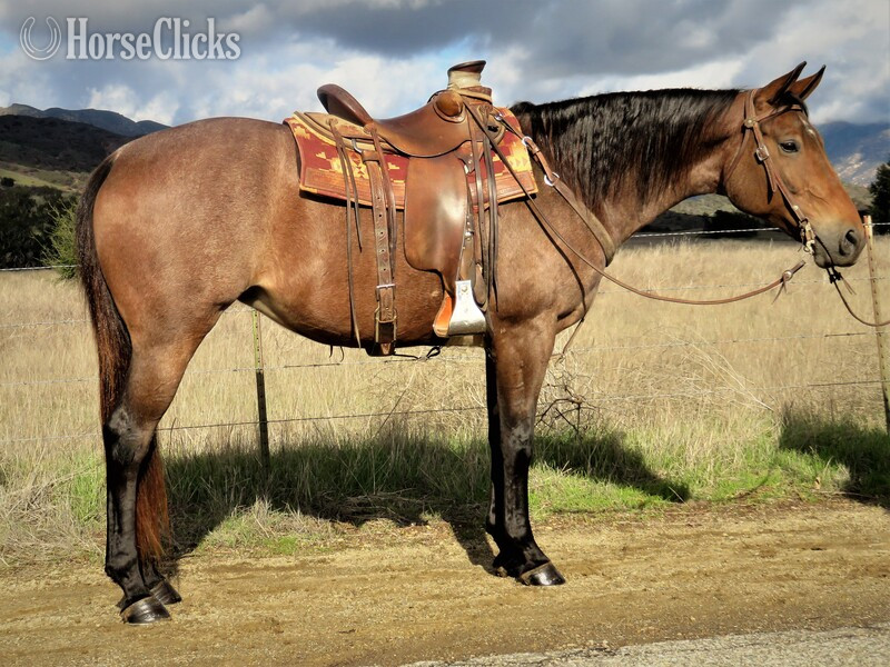 "IMALLWRAPPEDUP" Bay Roan Mare Quarter Horse in California