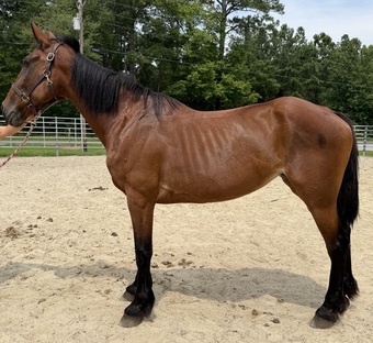 "Bay" Bay Mare Draft