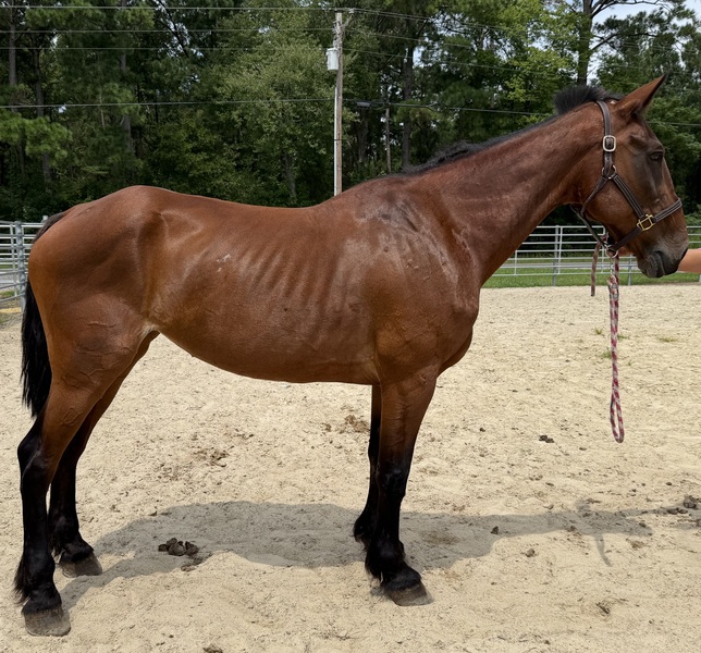 "Bay" Bay Mare Draft