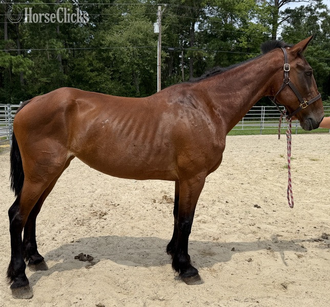 "Bay" Bay Mare Draft