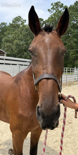 North Carolina "Bay" Bay Mare Draft