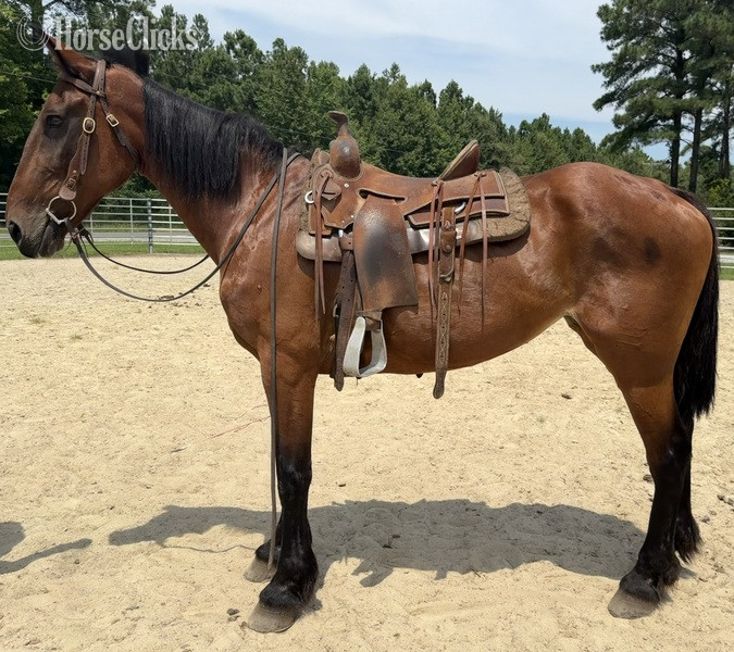 "Bay" Bay Mare Draft - Draft in North Carolina