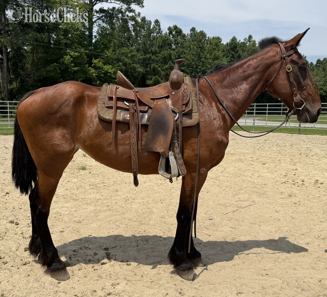 "Bay" Bay Mare Draft - Draft