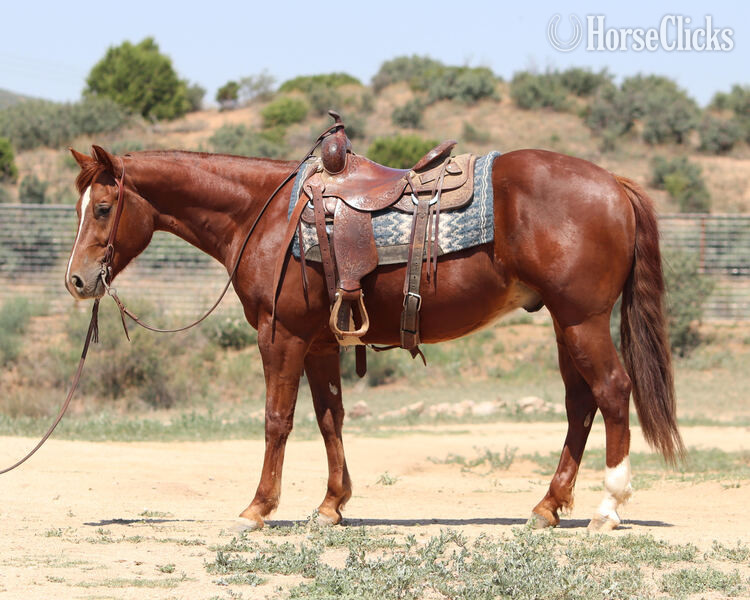 "Gunna Jac U Up" Sorrel Gelding Quarter Horse in California