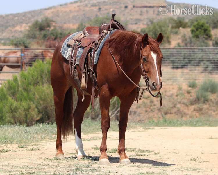 "Gunna Jac U Up" Sorrel Gelding Quarter Horse