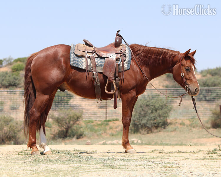 California "Gunna Jac U Up" Sorrel Gelding Quarter Horse
