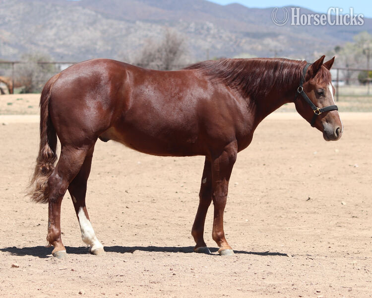 "Gunna Jac U Up" Sorrel Gelding Quarter Horse - Quarter Horse in California