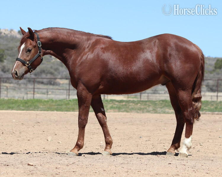 "Gunna Jac U Up" Sorrel Gelding Quarter Horse - Quarter Horse