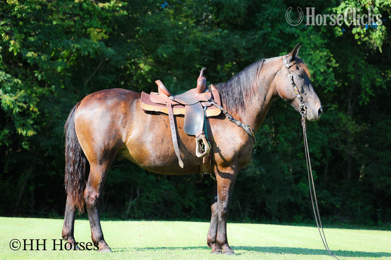 "ONYX OASIS" Black Gelding Percheron in Kentucky