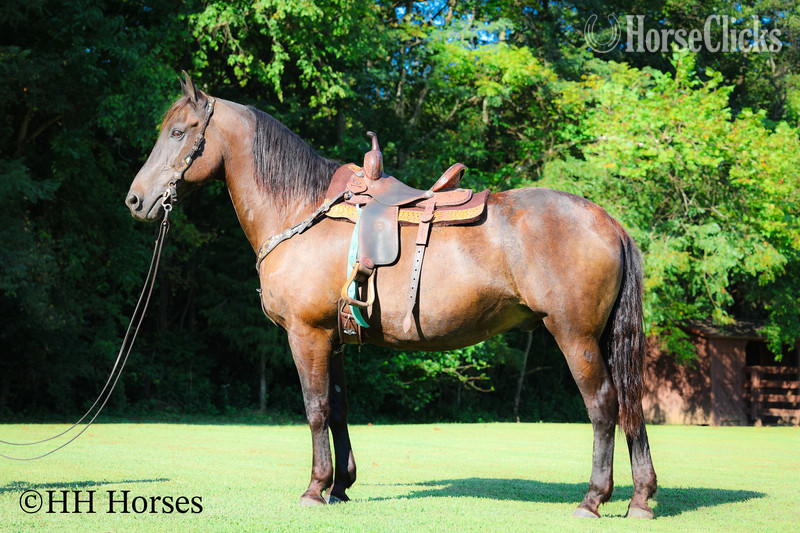 "ONYX OASIS" Black Gelding Percheron