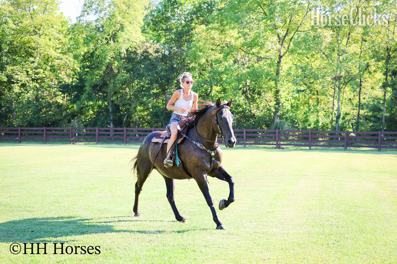 Kentucky "ONYX OASIS" Black Gelding Percheron