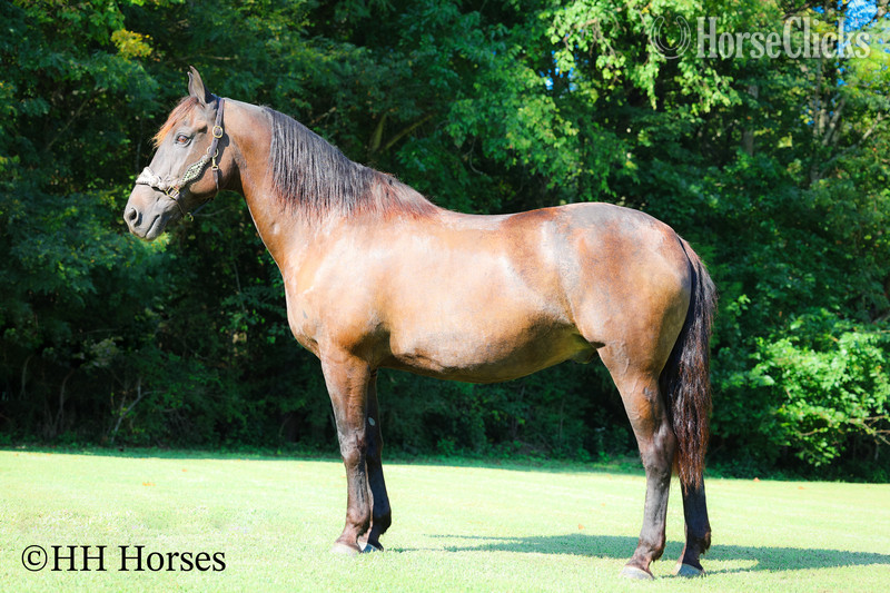 "ONYX OASIS" Black Gelding Percheron - Percheron in Kentucky