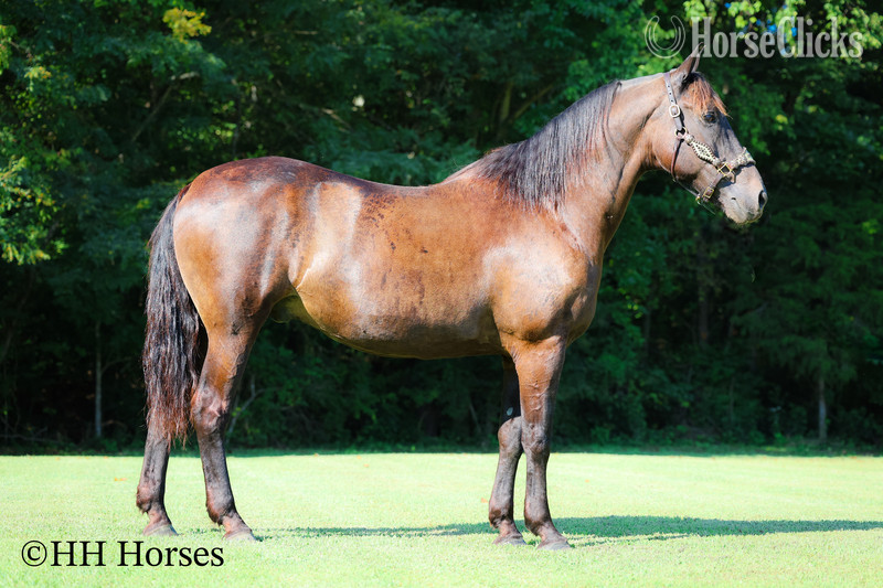 "ONYX OASIS" Black Gelding Percheron - Percheron