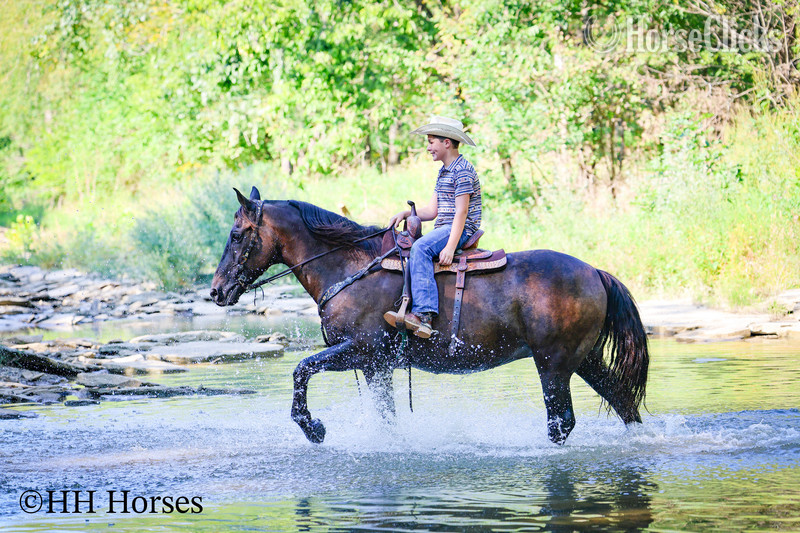 Percheron - "ONYX OASIS" Black Gelding Percheron
