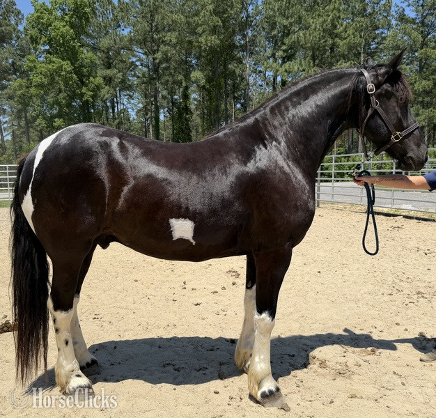 "Jupiter" Pinto Gelding Draft in North Carolina