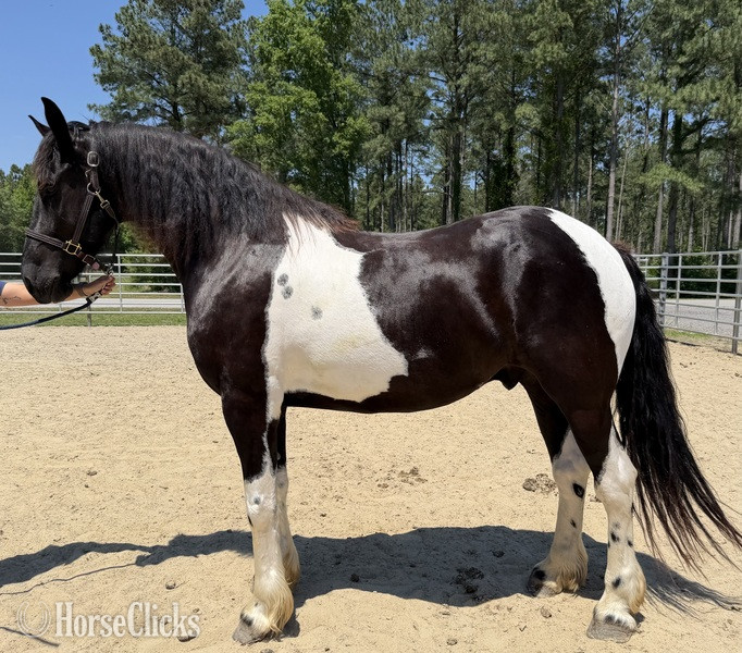 "Jupiter" Pinto Gelding Draft