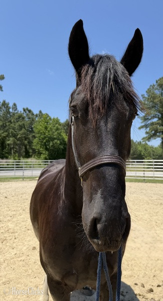 North Carolina "Jupiter" Pinto Gelding Draft
