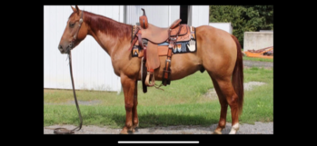 "METALLIC HIGH BROW" Red Dun Gelding Quarter Horse