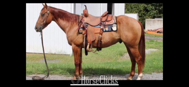 "METALLIC HIGH BROW" Red Dun Gelding Quarter Horse in California