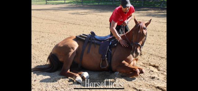 "METALLIC HIGH BROW" Red Dun Gelding Quarter Horse