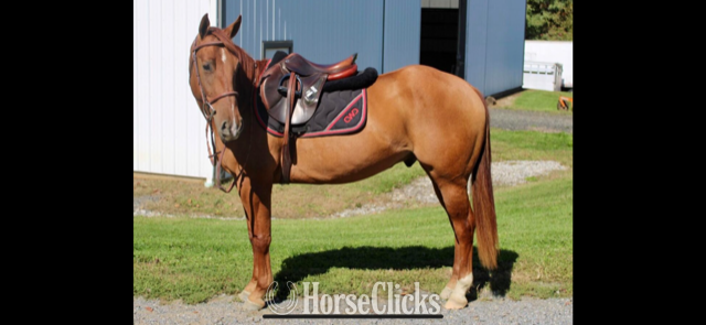 California "METALLIC HIGH BROW" Red Dun Gelding Quarter Horse