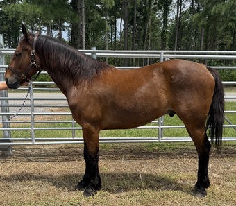 "Bay" Bay Gelding Draft