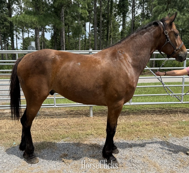 "Bay" Bay Gelding Draft