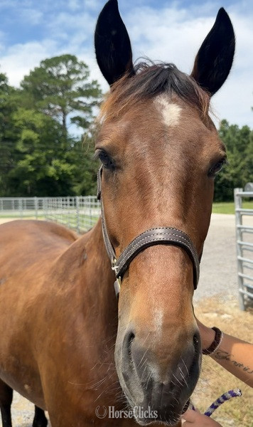 North Carolina "Bay" Bay Gelding Draft