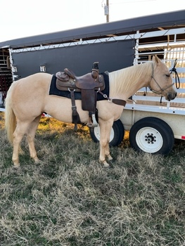 Appaloosa Gelding 12 years 14,3 hh Palomino in Woodstock IL