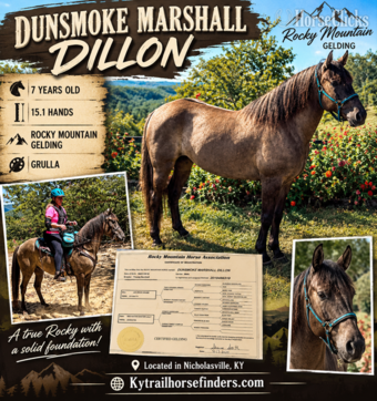 "Dunsmoke Marshall Dillion " Grullo Gelding Rocky Mountain