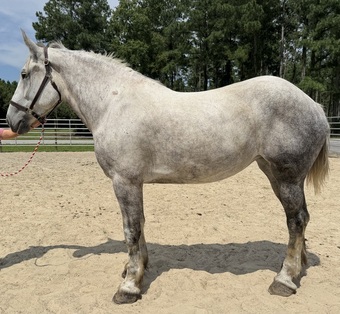 "Grey" Grey Mare Percheron