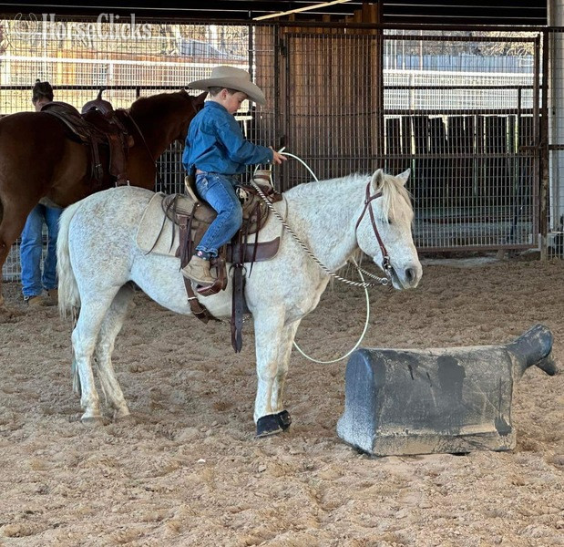 "Cisco" Grey Gelding Pony in Texas