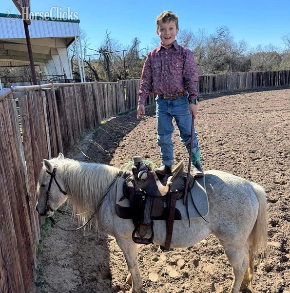 "Cisco" Grey Gelding Pony