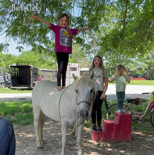 Texas "Cisco" Grey Gelding Pony